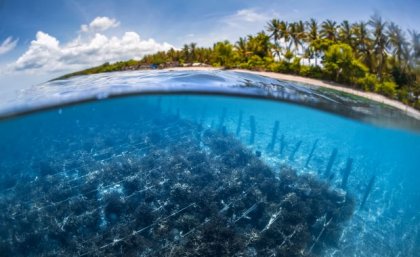 View through water to rows of plants on the sea floor with a beach and palm trees in the background